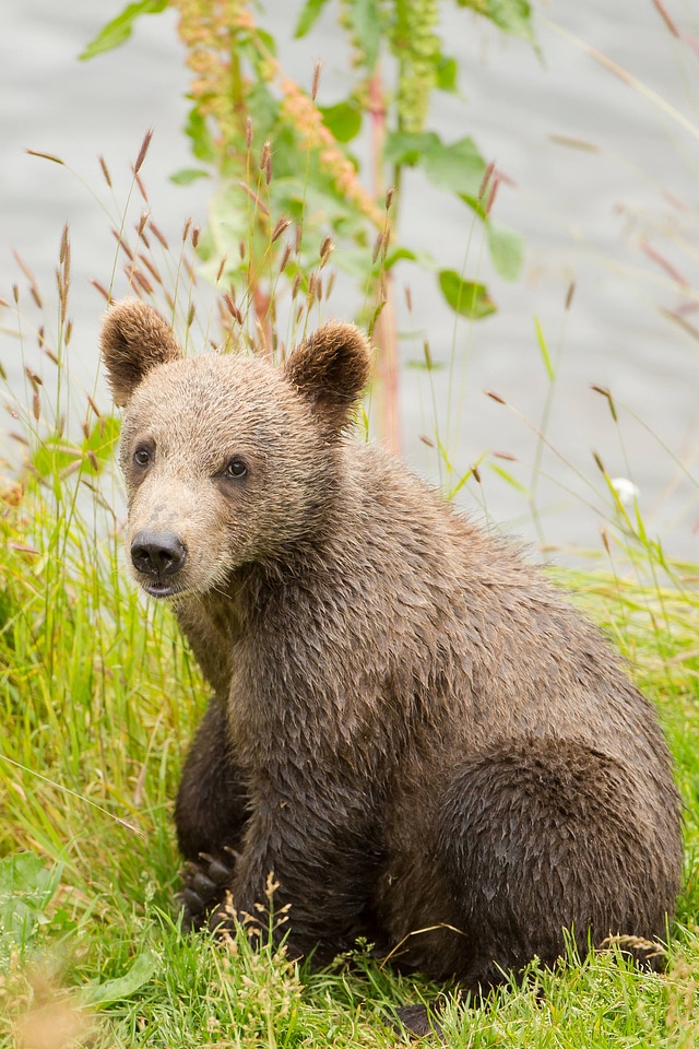 Kodiak brown bear cub-2