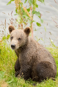 Kodiak brown bear cub-2