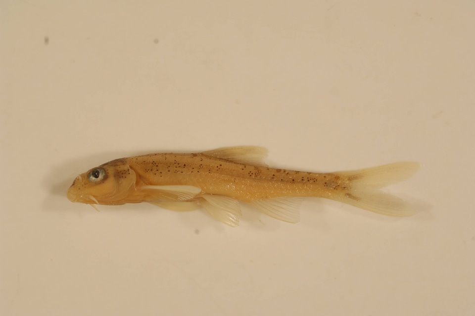 Macrhybopsis aestivalis-1