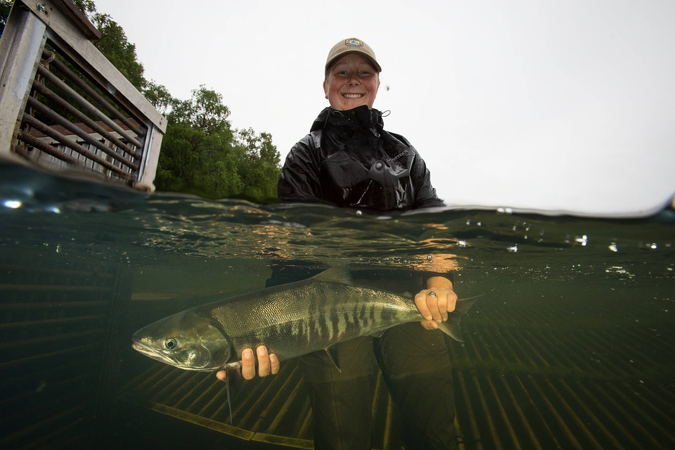 Biologist releases salmon-1