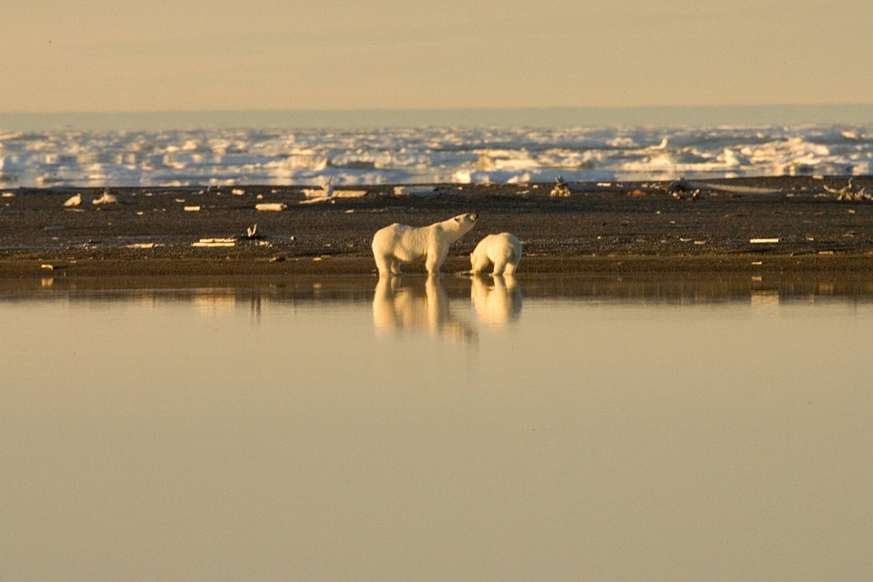 Polar bears along the shore