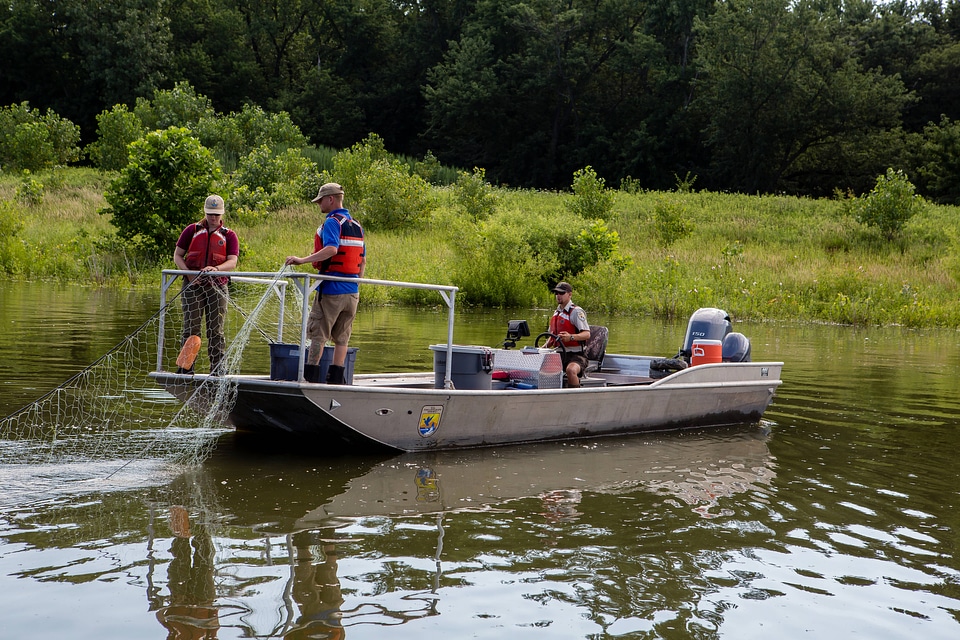 Fishery biologists gill netting carp-2