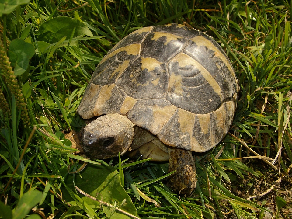 Nature animal reptile