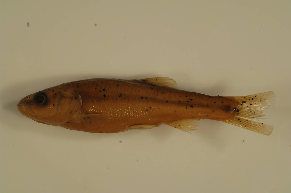 Semotilus atromaculatus-3