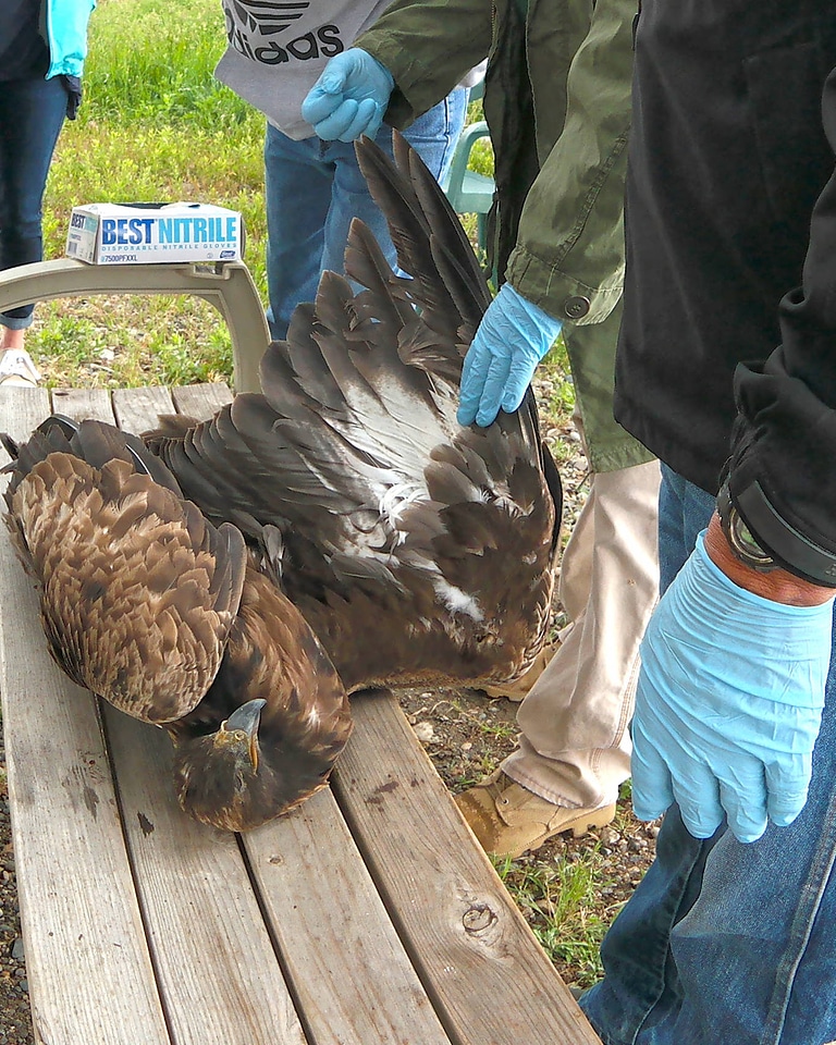 Wildlife field forensics
