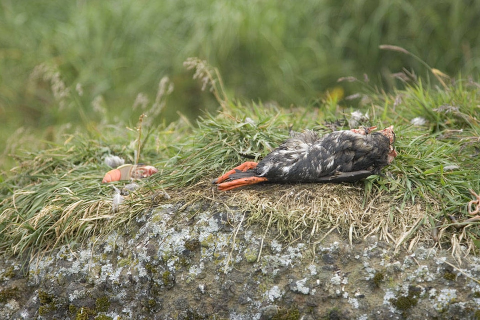 Tufted Puffin, half eaten  on Aiktak Island