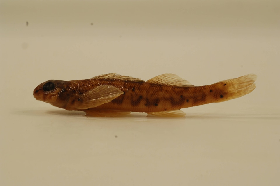 Etheostoma blennioides newmanii-1