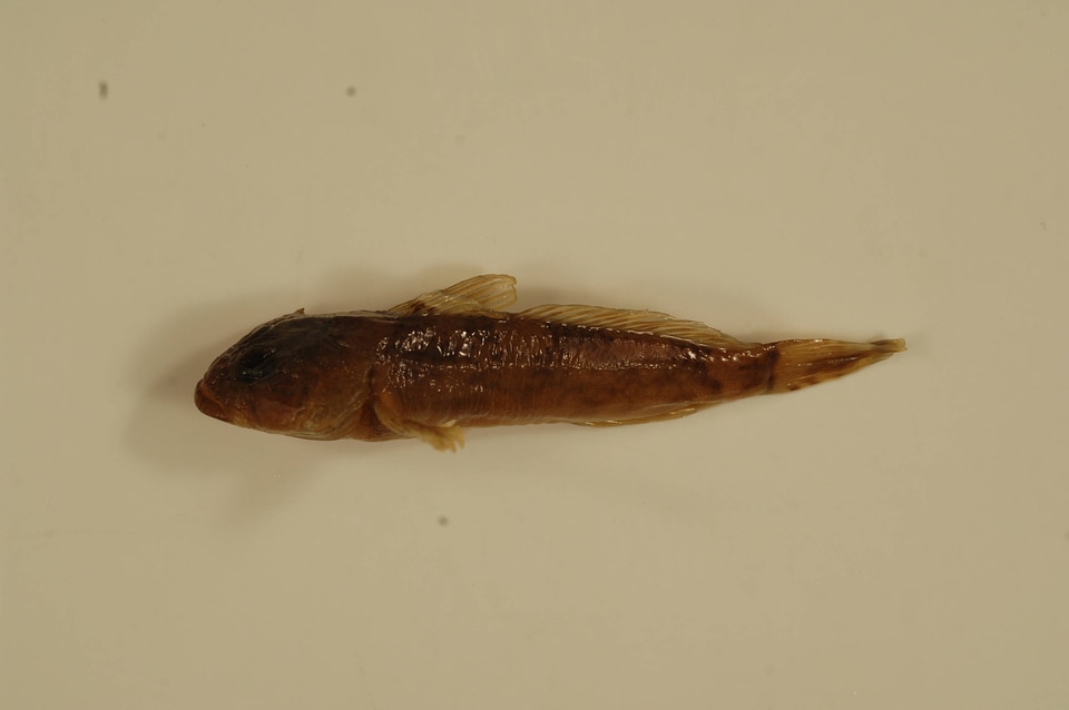 Cottus bairdii-1