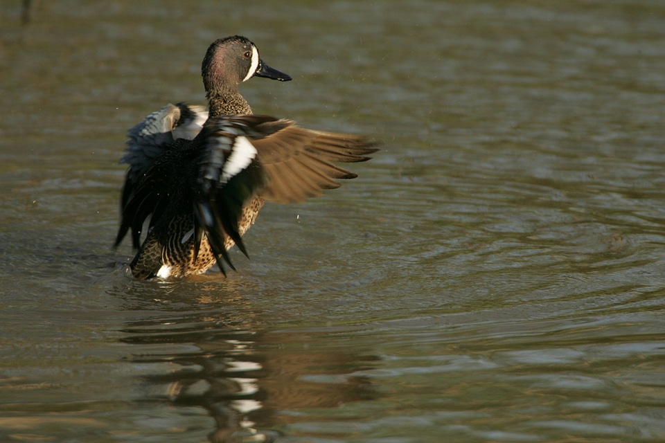 Blue-winged Teal at Santa Ana National Wildlife Refuge