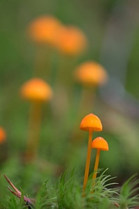 Mycena strobilinoides