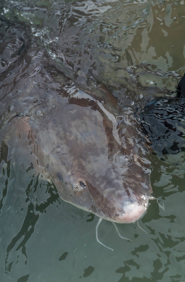 USFWS Fisheries worker checks lake sturgeon-1