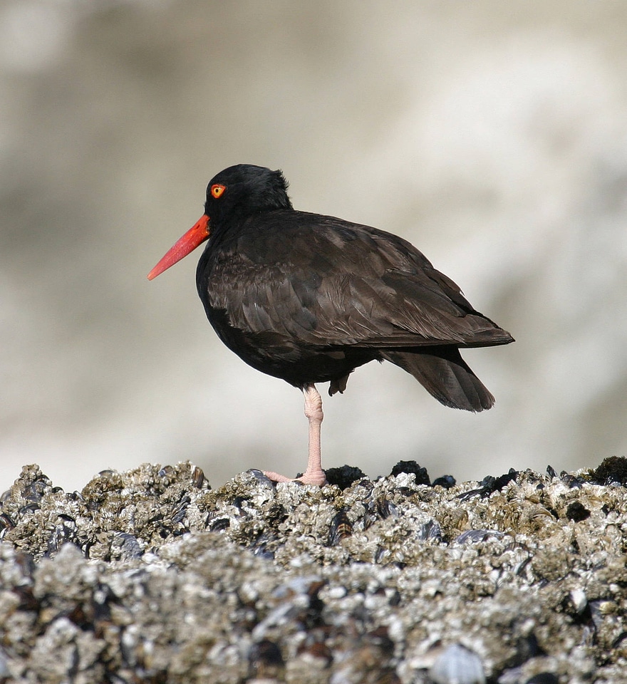 Black Oystercatcher