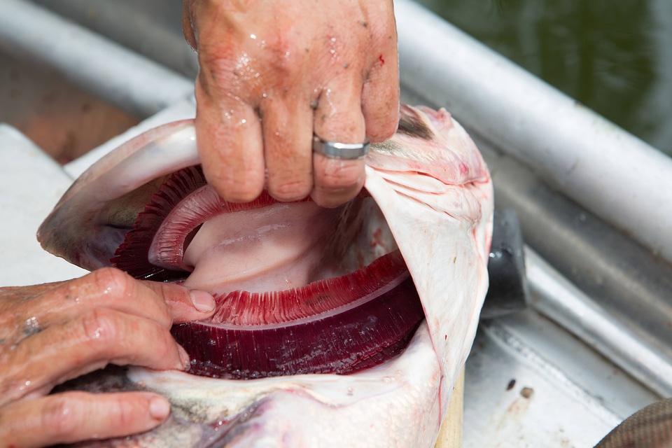 Bighead carp gills