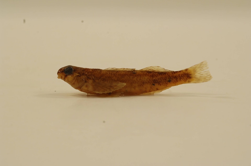 Etheostoma zonale-5