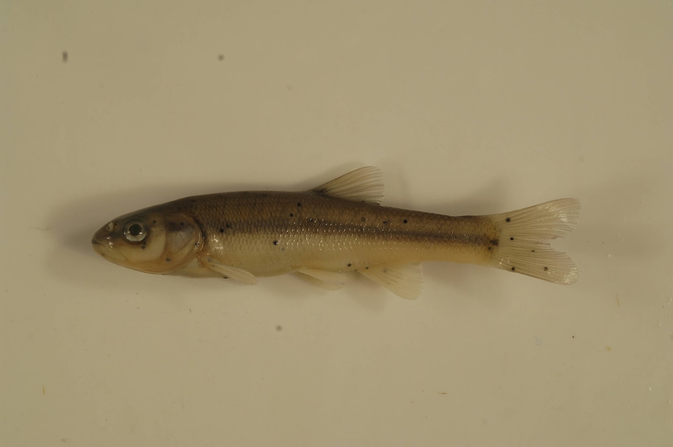 Pimephales notatus-1