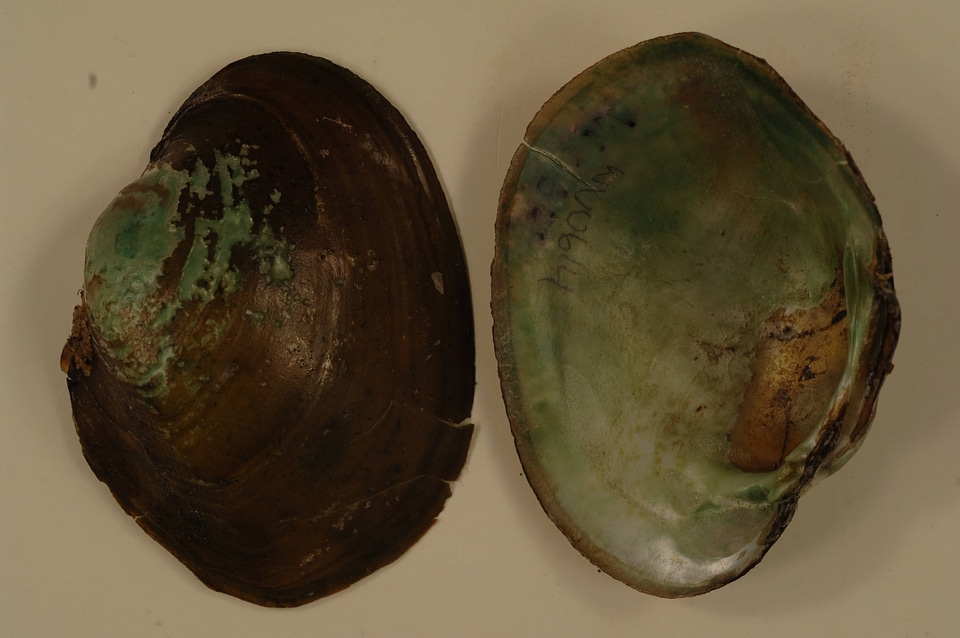 Lampsilis cardium-2