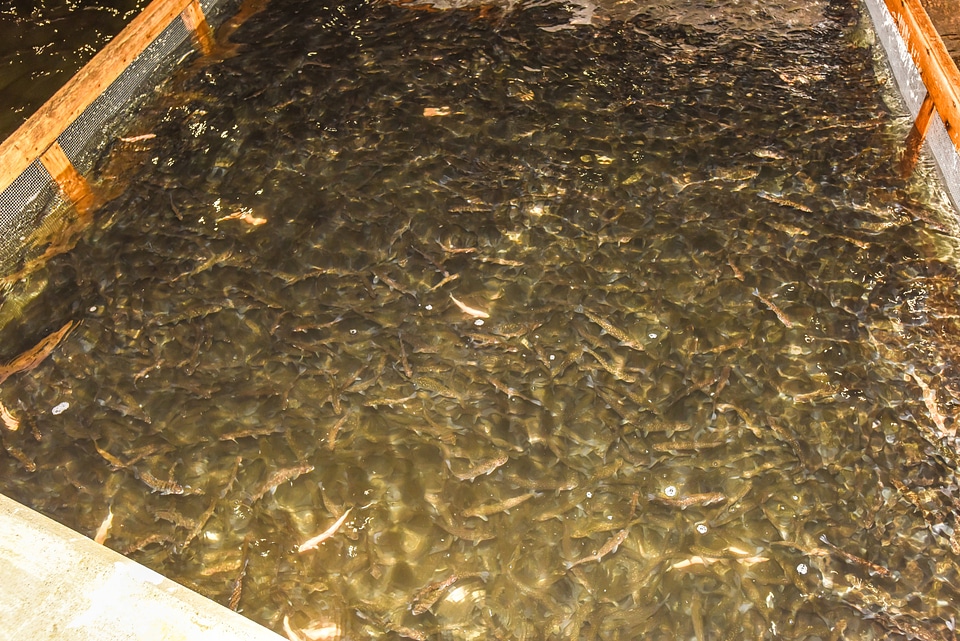 Juvenile Lake Trout at Pendills Creek National Fish Hatchery-2