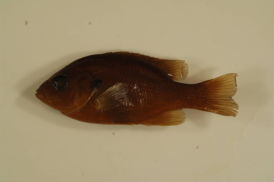 Lepomis microlophus-1