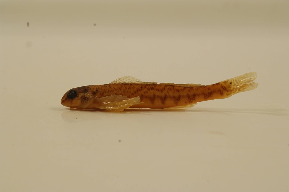 Etheostoma blennioides-4