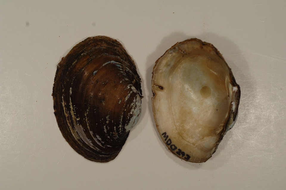 Lampsilis sp.-5