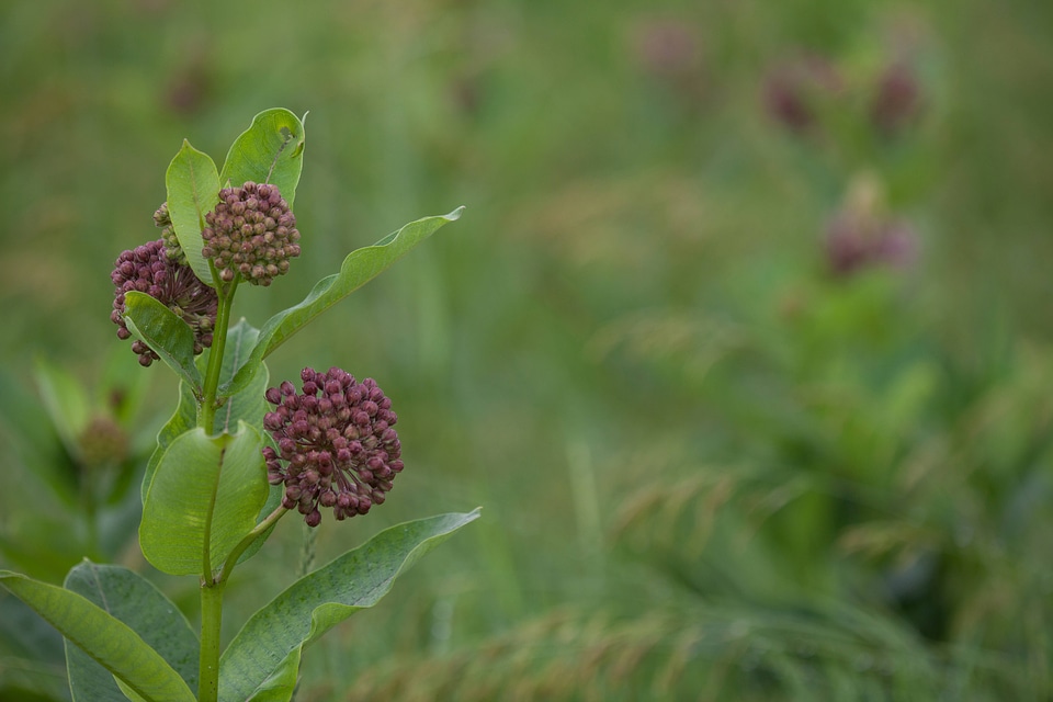 Common Milkweed-2
