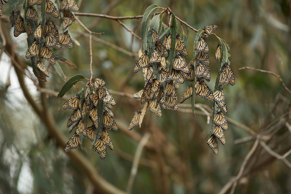 Monarch butterflies-1