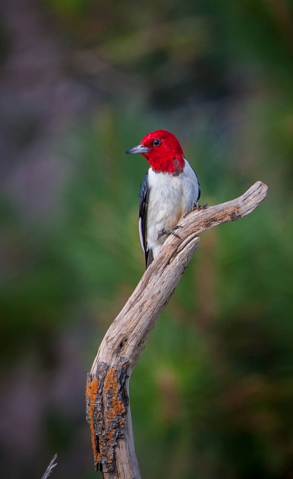 Red-headed woodpecker on dead snag-1