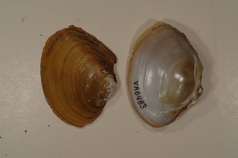 Lampsilis ovata-1