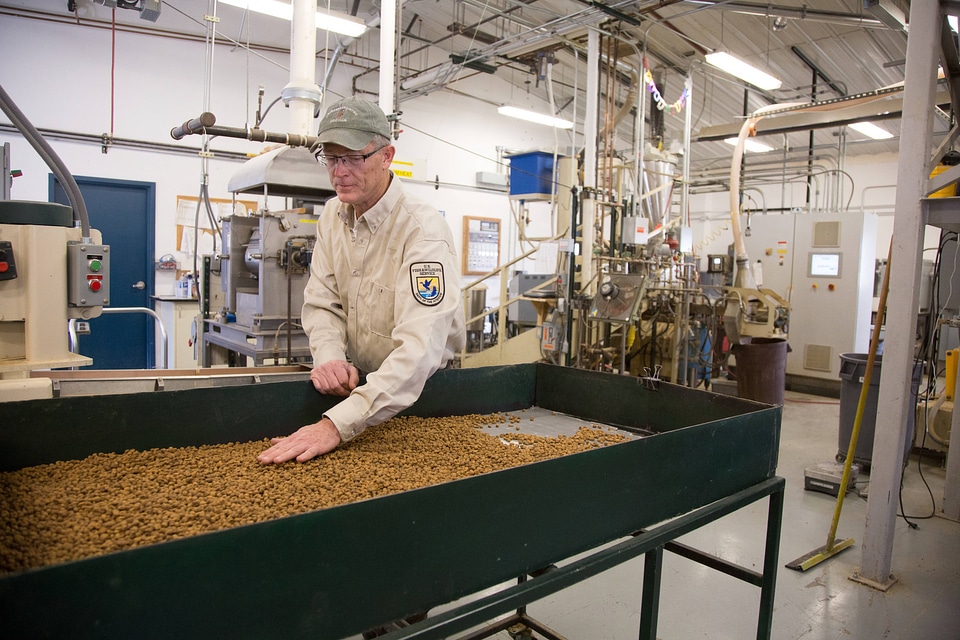 Fish Nutritionist dries and inspects fish food-5