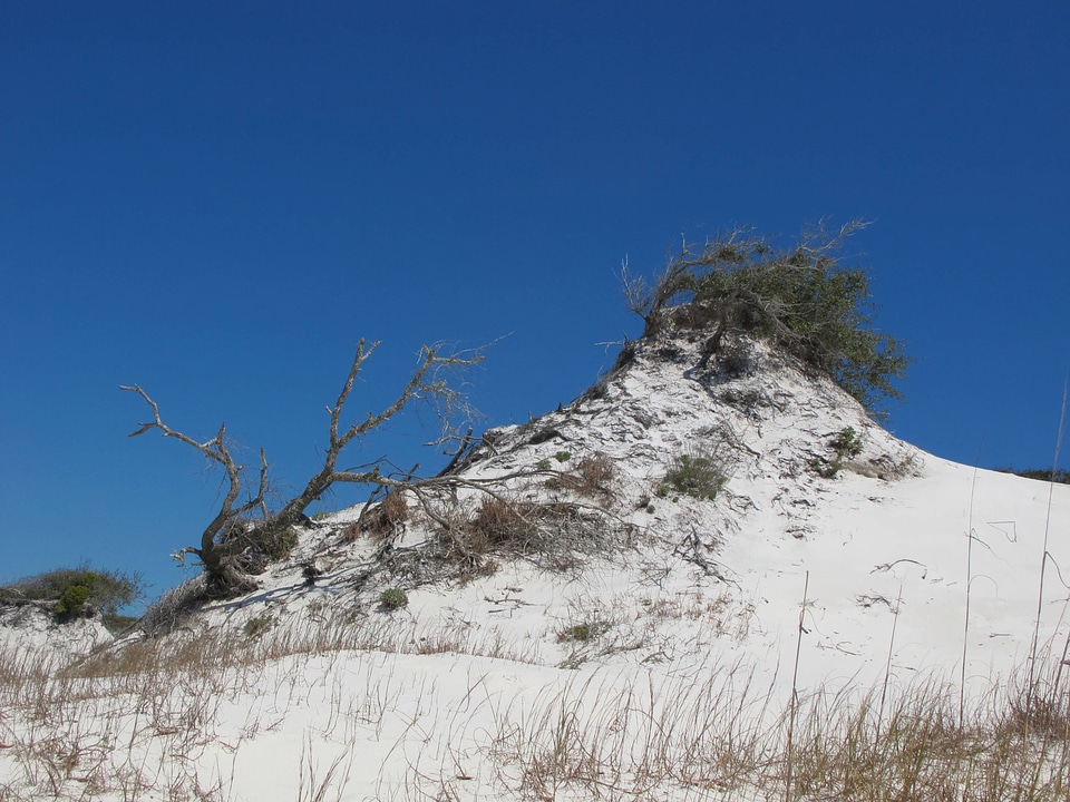 Dune at St. Joe Peninsula State Park