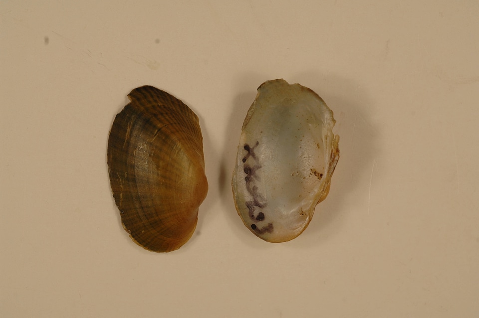 Epioblasma capsaeformis-1