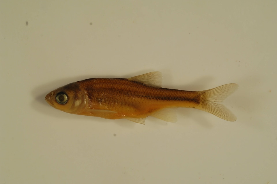Cyprinella formosa