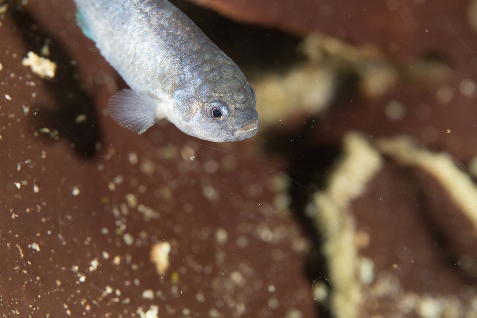 Captive Devils Hole pupfish-4