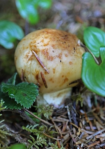 Russula laurocerasi photo