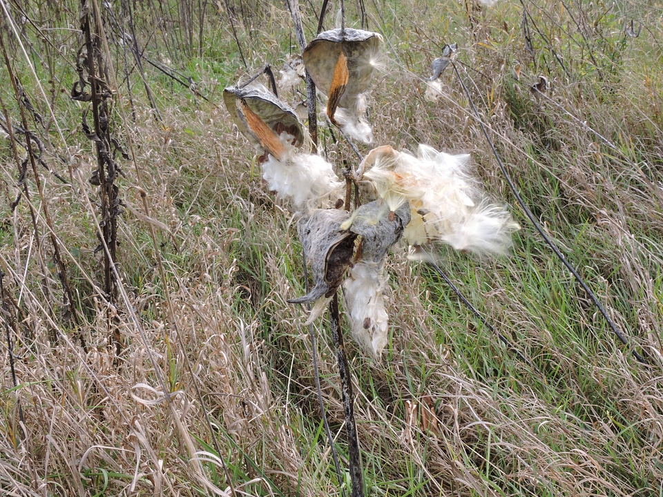 Common Milkweed with open pods