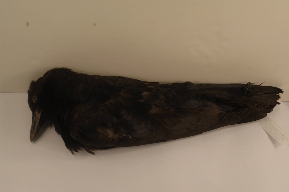 Corvus brachyrhynchos-3