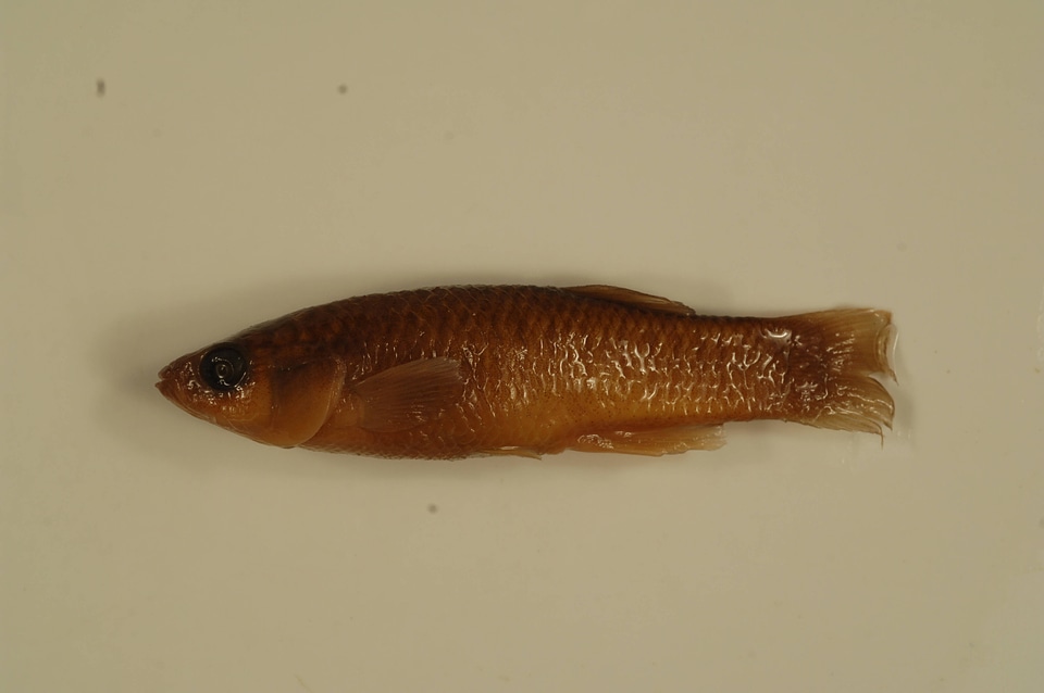 Fundulus heteroclitus-8