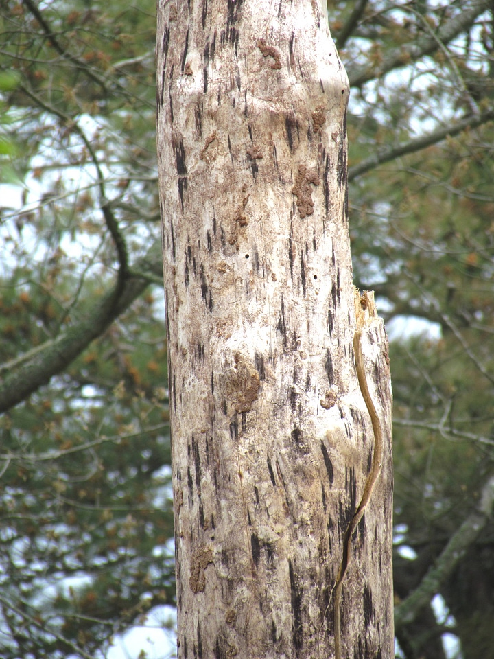 Close-up of tree affected by Southern Pine Beetles-6