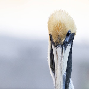 Brown pelican-7 photo