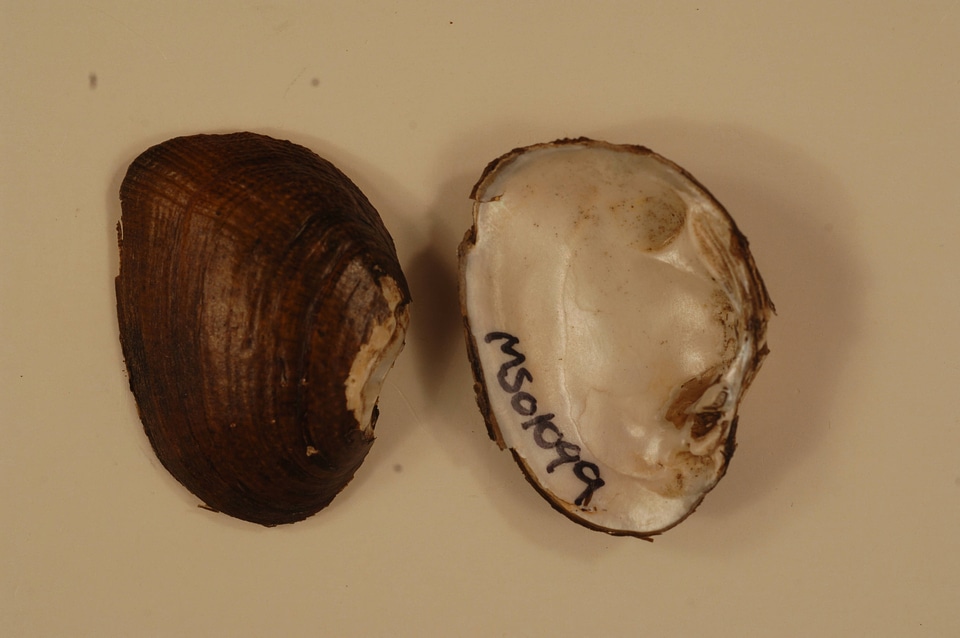 Epioblasma penita-2