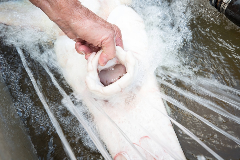 Biologist with gulf sturgeon on the Choctawhatchee River-1