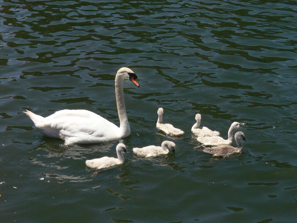 Mute Swan and cygnets