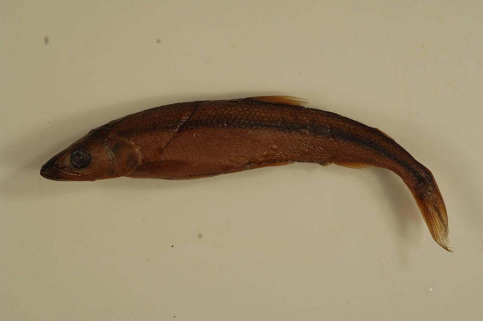 Osmerus mordax mordax-2