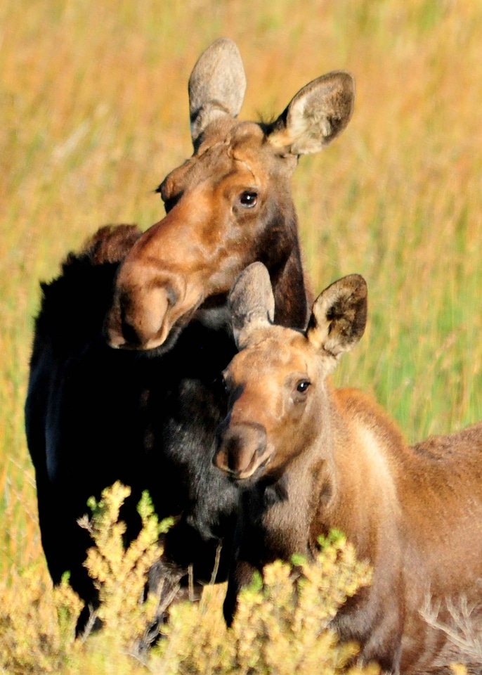 Shiras Moose cow and calf