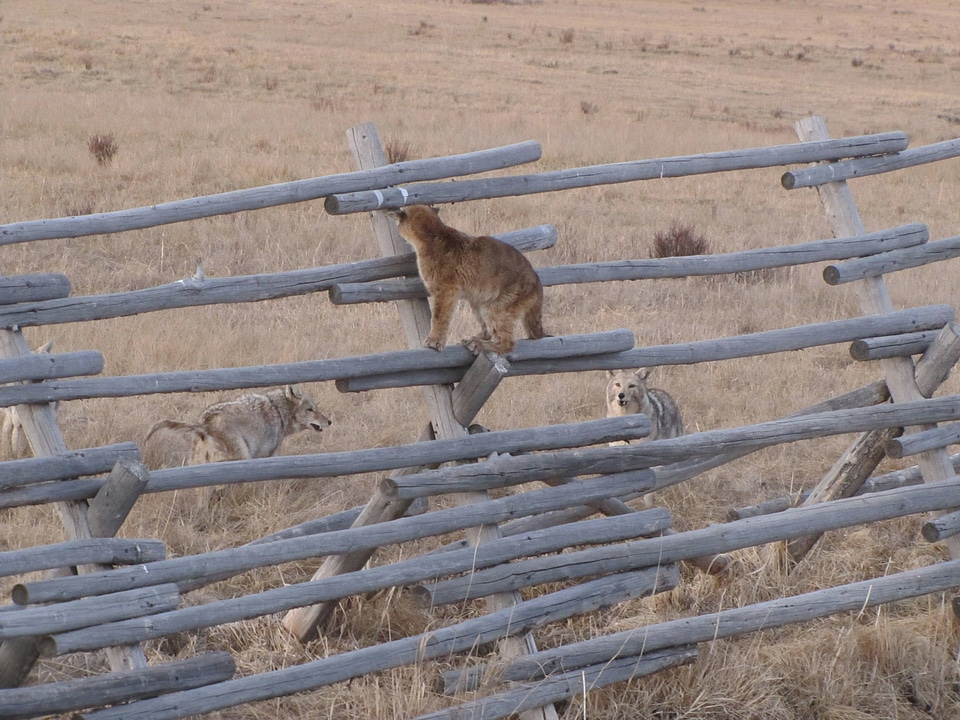 Juvenille Mountain lion and Coyotes close by