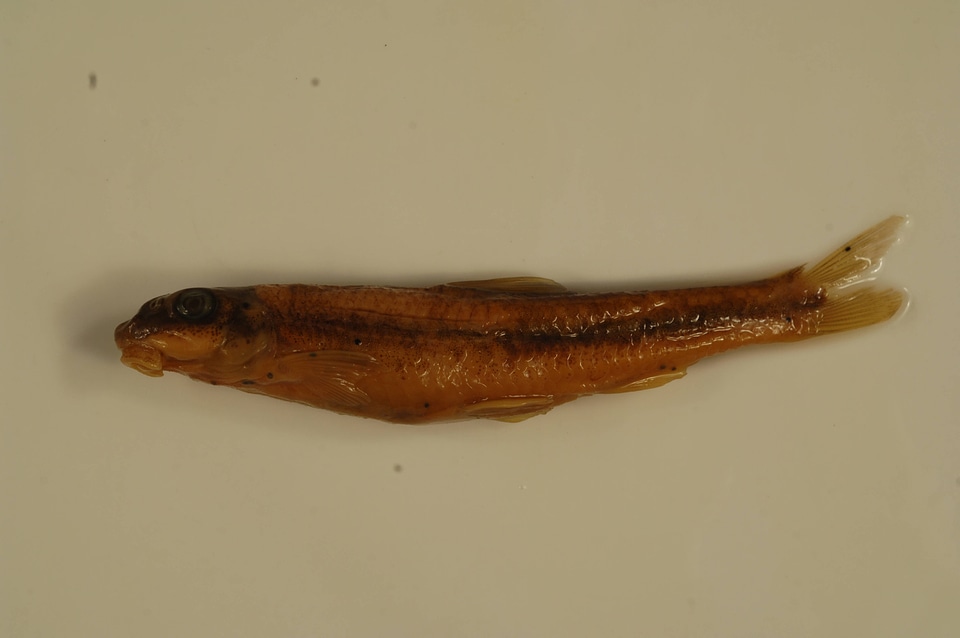 Phenacobius teretulus-1