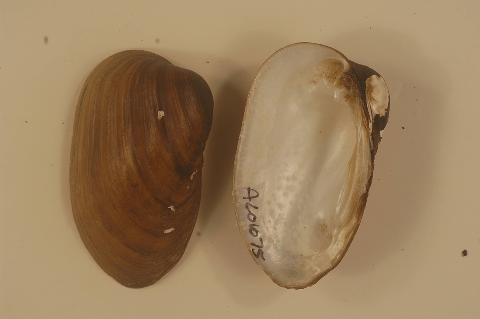 Pleurobema decisum-1
