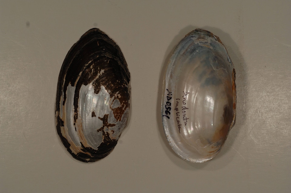 Anodonta implicata