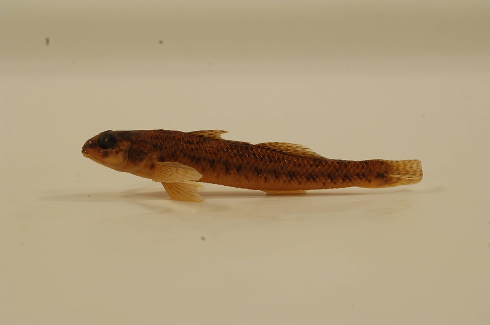 Etheostoma nigrum-3