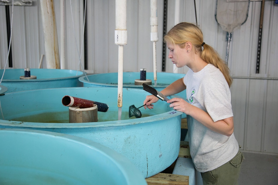 Youth Conservation Corps volunteer cleans sturgeon tank-5